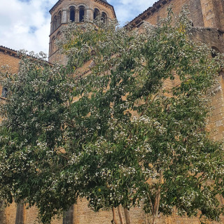 Visite guidée "Les arbres"