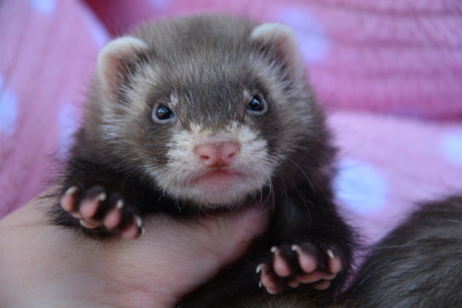 Furet2