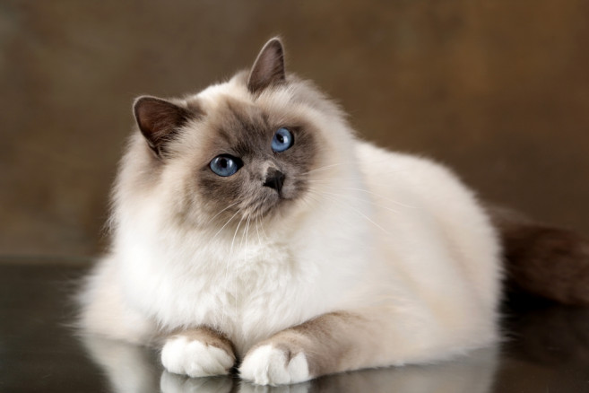 Sacre birmanie