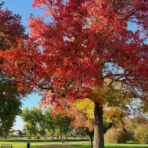 Le parc du Moulin Liron se métamorphose pour offrir un véritable spectacle de couleurs flamboyantes.
