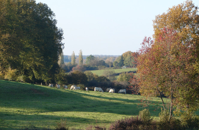 Bocage Charolais