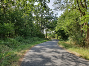 PLM13 - Balade forestière
