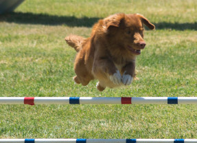 Concours chiens de sauvetage - Paray-le-Monial