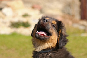 Salon du chiot - CAP