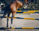 Stage de préparation galop - Moulin de Vaux