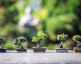 Activité enfant - création d'un jardin zen miniature - Espace Socioculturel